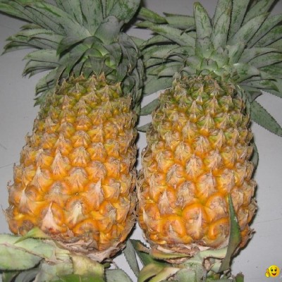 pineapplepicture1