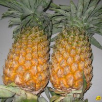 pineapple