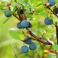 Fumet Organic Blueberry Wine