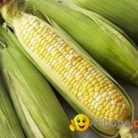 yellow corn