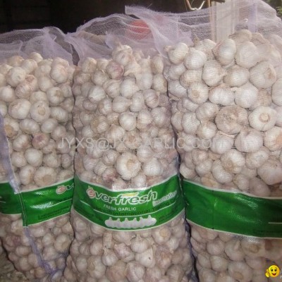 Jinxiang Fresh Red Garlic 20kg mesh bag*picture1