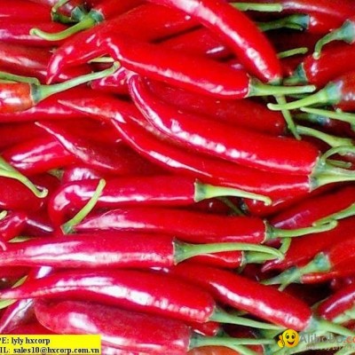 OFFER FRESH BIG CHILLI.pls contact me via SKYPE:smithnguyen1picture1