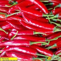 OFFER FRESH BIG CHILLI.pls contact me via SKYPE:smithnguyen1