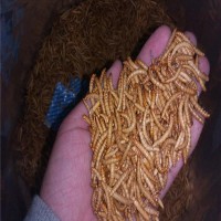 Freeze Dried Mealworm