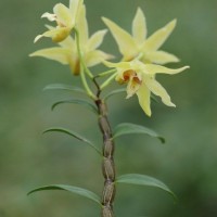 Dendrobium officinale