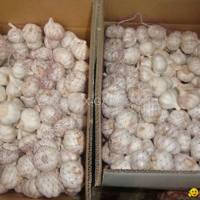 Jinxiang Fresh Normal White Garlic 10kg/carton*picture1