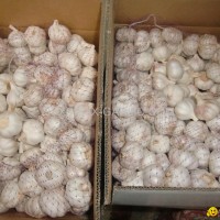 Jinxiang Fresh Normal White Garlic 10kg/carton*