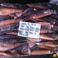 seafrozen illex argentinus squid fresh for bait