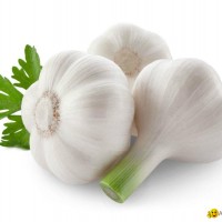 white garlic