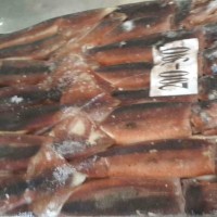 frozen illex squid 100-150 150-200 200-300 300-400