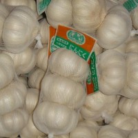 normal white garlic