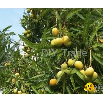 Pakistani Mango Fresh Farmpicture1