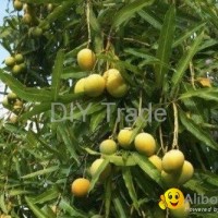 Pakistani Mango Fresh Farm