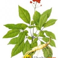 Ginseng