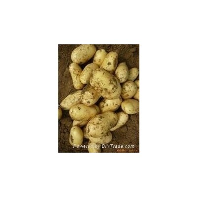 Netherlands  fresh farm Potatoes  for salepicture1