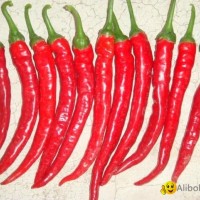 hot Dry Red Chillies without Stem