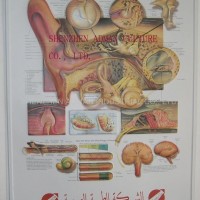 EAR 3D RELIEF WALL MEDICAL/PHARMA CHART/POSTER