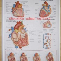 HEART--3D EMBOSSED WALL PVC CHART/POSTER