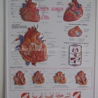 HEART 3D RELIEF WALL MEDICAL/PHARMA CHART/POSTER