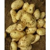 Netherlands  fresh farm Potatoes  for sale